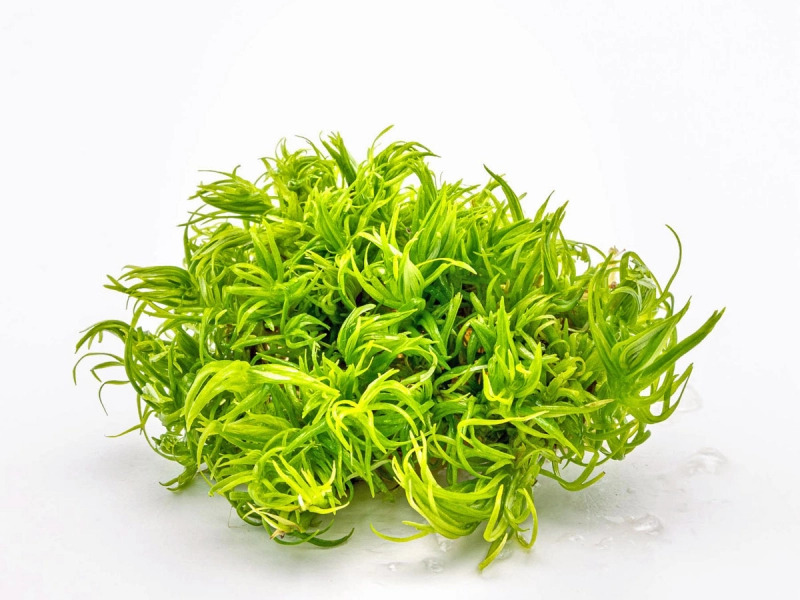 Indische Sternpflanze - Pogostemon deccanensis in vitro